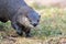 North American River Otter portrait with soft defocused background and copy space