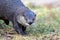 North American River Otter portrait with soft defocused background and copy space