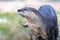 North American River Otter portrait with soft defocused background and copy space