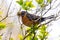 North American Robin Building a Nest