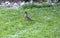 North American Robin With Earth Worms in Its Beak Hopping on a Grassy Area of a Backyard