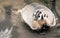 North American Short Legged Badger Wild Animal Mustelidae Family