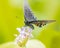 North american swallowtail butterfly, close up macro shot