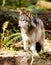 North American Timberwolf Wild Animal Wolf Canine Predetor Meat