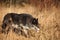 A north american wolf Canis lupus staying in the gold dry grass.