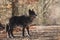 A north american wolf Canis lupus staying in the gold dry grass in front of the forest.