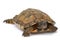 North American Wood Turtle