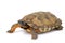 North American Wood Turtle