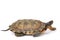 North American Wood Turtle