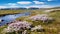 north arctic tundra flowers