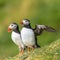 North Atlantic ocean puffins at Faroe island Mykines, late summer