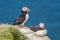 North Atlantic puffins at Faroe island Mykines