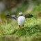 North Atlantic puffins at Faroe island Mykines