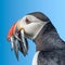 North Atlantic puffins at Faroe island Mykines