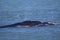 North Atlantic Right Whale - Clipper