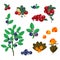 North berries collection blueberry, cowberry and cloudberry. Colorful vector forest plants.
