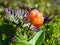 North berry cloudberry The Latin name: Rubus chamaemorus