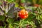 North berry cloudberry The Latin name: Rubus chamaemorus, cloudberry is mid summer berry