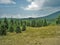 North Carolina Christmas Tree Farm