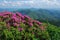 North Carolina Mountains and Wildflowers