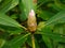 North Carolina Rosebay Rhododendron Bud