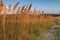 North Carolina Sea Oats