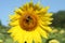 North Carolina Sunflowers 2023 XI