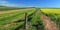 North Dakota Canola fields on North Dakota USA prairie farmlands