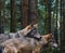 North European Wolves at the Highland Wildlife Park, Highlands, Scotland, UK