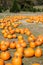 North Georgia Pumpkin Farm