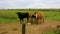 North German agricultural field with cows nature landscape panorama Germany