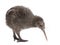 North Island Brown Kiwi, Apteryx mantelli