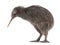 North Island Brown Kiwi, Apteryx mantelli