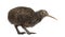 North Island Brown Kiwi, Apteryx mantelli