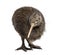 North Island Brown Kiwi, Apteryx mantelli