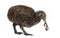 North Island Brown Kiwi eating an Earthworm Apteryx mantelli