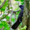 North Island kÅkako, Tiritiri Matangi Island, New Zealand