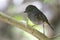North Island Robin, Petroica longipes