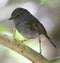 North Island Robin, Petroica longipes