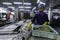 A North Korean girl worker stands behind a production conveyor with sea fish and puts it in cans.