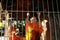 North Laos: Buddhist monk ceremony at Vat Visounarath Monastry