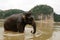 North-Laos: Elephant takes a bath at the Mekong river opposit of