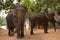 North-Laos: Elephants ready for a tourist safari