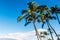 North Maui and Coconut Palm Trees at Kamole Beach Park II