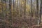 North Mississippi Panoramic Woodland Forest Landscape.