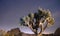 North Star Trails Long Exposure Astronomy Joshua Tree Night Sky