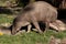 North Sulawesi babirusa