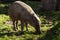 North Sulawesi babirusa