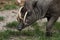 North Sulawesi babirusa, deer-pig, male