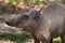 North Sulawesi babirusa, deer-pig, old female